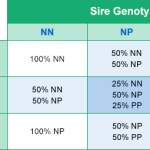 PKD DNA Test for Cats Inheritance Chart